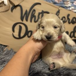 Casper - Cream male Dachshund puppy in Whitesboro, Texas from Whitesboro Dachshund