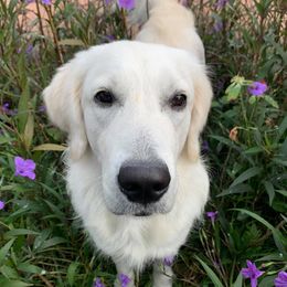 Nellie - Golden Retriever