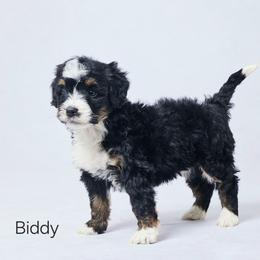 Biddy - Tri-color female Bernedoodle puppy in Apple Creek, Ohio from Grandeur Valley Puppies