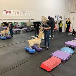 Labrador Retriever Puppies from Armory Labradors