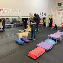 Labrador Retriever Puppies from Armory Labradors