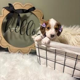 Poppy 3800 - Piebald female Dachshund puppy in Mayville, Michigan from Teenie Little Hearts