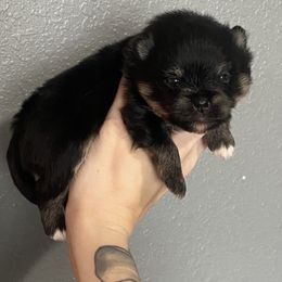 Boy 1 - Black and tan Pomeranian puppy in Tulsa County, Oklahoma from CP Kennels