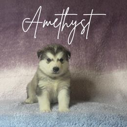Amethyst - Gray and white Alaskan Malamute puppy in Easton, Maryland from Stars Howl-O Kennels by FurEver Friends Inc