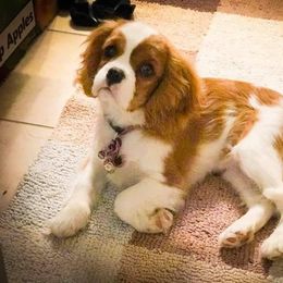 Cavalier King Charles Spaniel Puppies from Bella Fleur Cavaliers