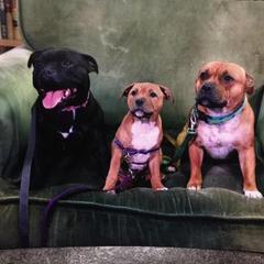 Staffordshire Bull Terrier All Grown Up from Shortyrock Staffordshire Bull Terriers