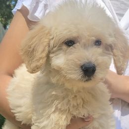 Labradoodles from SUNNY SIDE DOODLES