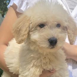 Labradoodles from SUNNY SIDE DOODLES