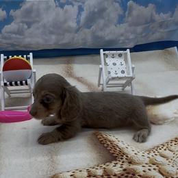 Isabella and Cream Longhair Female - Fawn (Isabella) female Dachshund puppy in Killeen, Texas from Southern Dachshunds