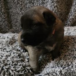 Girl 6- Baby Pink - Fawn female Anatolian Shepherd Dog puppy in La Grange, Georgia from Florida Anatolian Shepherds