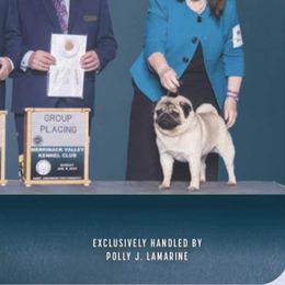 Biscuit - Pug