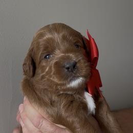 Mr. Red - Red  male Goldendoodle puppy in Culpeper, Virginia from Beechwood Goldendoodles (VA)