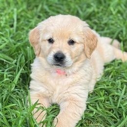 Pink Girl - Light golden female Golden Retriever puppy in Scio, Oregon from Stackhouse Family Farm
