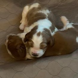 Welsh Springer Spaniels from River Rock