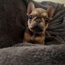 Pitre - Fawn male French Bulldog puppy in Mesa, Arizona from Prickly Pear Kennels