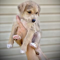 Aussiedoodle and Leopardoodle Puppies from A Puppy Crush