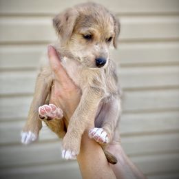 Aussiedoodle and Leopardoodle Puppies from A Puppy Crush