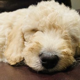 Double Doodle Puppies from Dog Paw Doodles