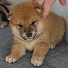 Rei - Red female Shiba Inu puppy in Marianna, Florida from Diwasou