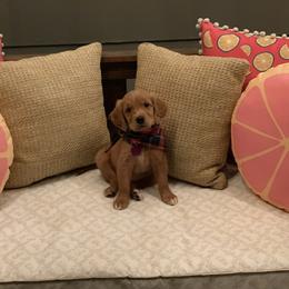 Golden Retriever Puppies from Golden Girls Furever Friends