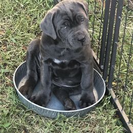 Cane Corso and Lowchen Puppies from High Royal Kennel