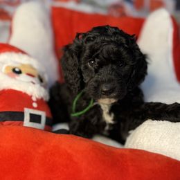 Buddy, Green collar - Phantom male Goldendoodle puppy in Lake Panasoffkee, Florida from Donnas Deluxe Doodles LLC