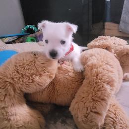 Boy 3 - White male West Highland White Terrier puppy in Cedaredge, Colorado from Bloom Puppies