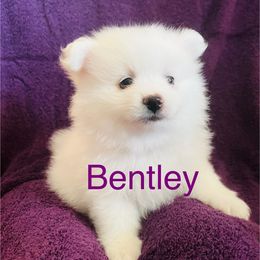 Bentley - White male Pomeranian puppy in St. Louis, Missouri from Saint Louis Pomeranian babies
