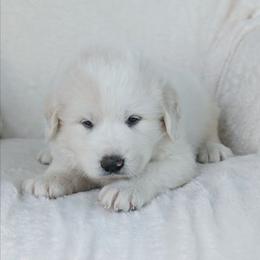 Forest Green - White and tan male Great Pyrenees puppy in Yakima, Washington from Naches Heights Ranch