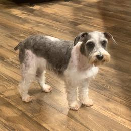 Coco - Miniature Schnauzer