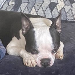 BayBay  - Boston Terrier