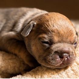Hogi - Blue fawn male French Bulldog puppy in Tulsa, Oklahoma from Hart's Chihuahuas