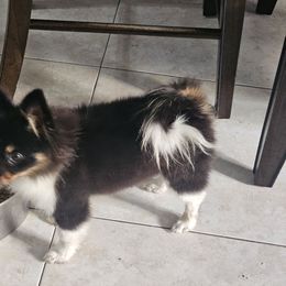 Nueces - Tri-colored male Pomeranian puppy in Laredo, Texas from SASH Poms