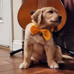 Golden Retriever Puppies from Bennett Goldens