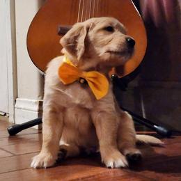 Golden Retriever Puppies from Bennett Goldens
