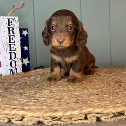 Reba - Chocolate and tan female Dachshund puppy in Ava, Missouri from Beaver Creek Kennels