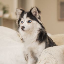 Basil - Pomsky