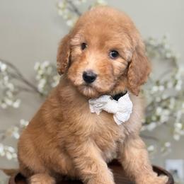 Phoneix - Apricot female Goldendoodle puppy in Yuciapa, California from AlltheDoodlez_