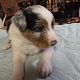 Australian Shepherd Puppies from Sharon's Australian Shepherds