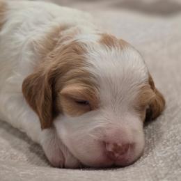 Dolly - Orange and white female Brittany puppy in Alma, Georgia from Edenbright Brittanys