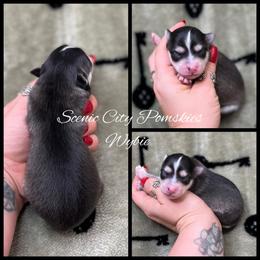 Wybie - Black and white male Pomsky puppy in Rossville, Georgia from Scenic City Pomskies