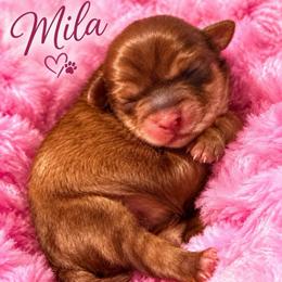 Mila - Brown female Shihpoo puppy in Cooper City, Florida from Jenny La Bone