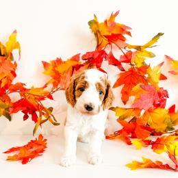 Ms Teal - Parti female Goldendoodle puppy in Kissimmee, Florida from Poodle Doodle Kennels
