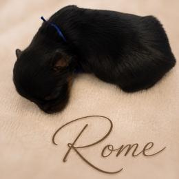 Rome - Black and tan male Yorkshire Terrier puppy in Moses Lake, Washington from Oasis' Yorkshire Terriers