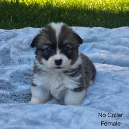No Collar Female - Red female Pembroke Welsh Corgi puppy in Tenino, Washington from LoneStar Corgis NW