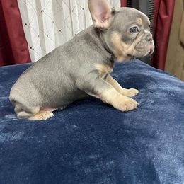 French Bulldog puppies from frenchie4family_