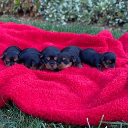 Yorkshire Terriers from Sunshine Yorkies