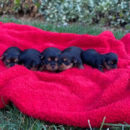 Yorkshire Terriers from Sunshine Yorkies