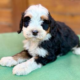Red collar boy - Tri-color male Bernedoodle puppy in Colorado Springs, Colorado from Mercy Mountain Bernedoodles