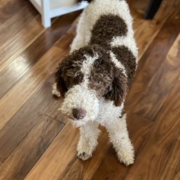 Kenickie - Poodle